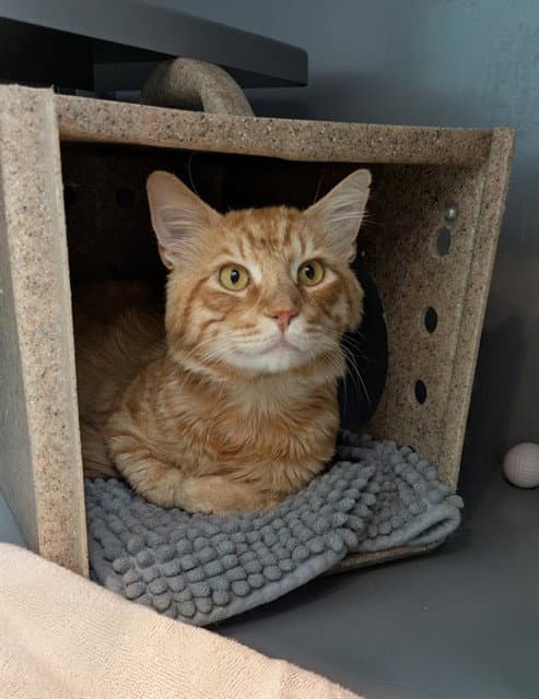 Orangeade - Domestic Medium Hair