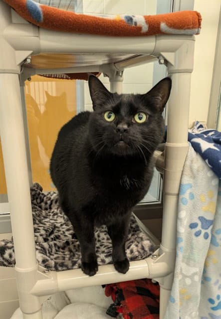 Bruno - Domestic Short Hair