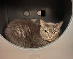 Tiger image 1