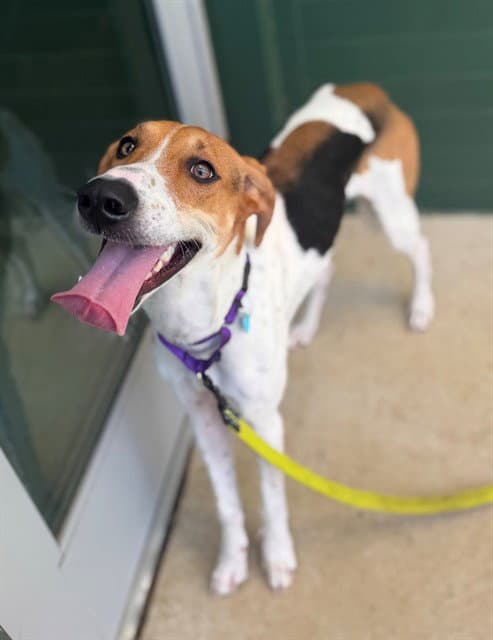 Roscoe - American Foxhound