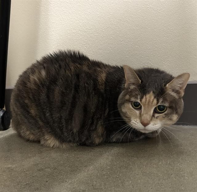 Gigi - Domestic Short Hair