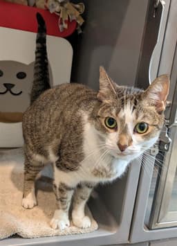 Lucy image 1