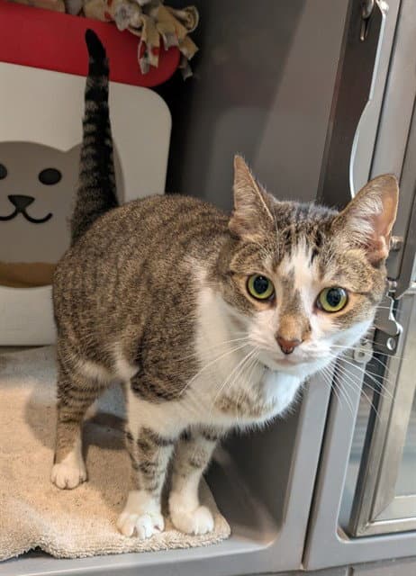 Lucy - Domestic Short Hair