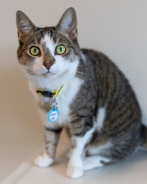 Lucy - Domestic Short Hair