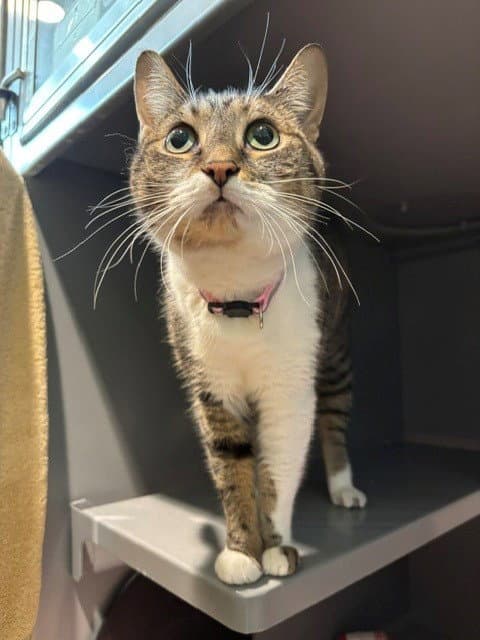 Emma - Domestic Short Hair