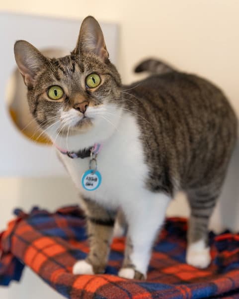 Emma - Domestic Short Hair