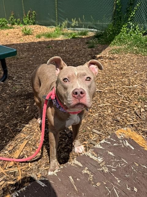 Mayfield - Pit Bull Terrier