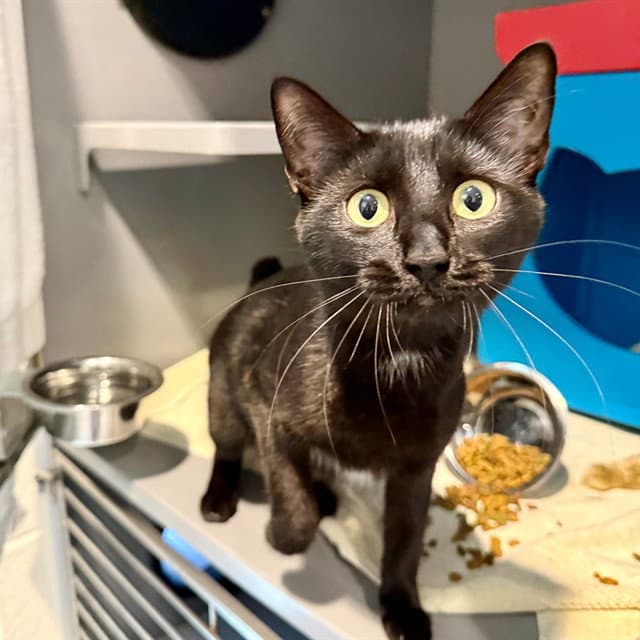 Wednesday - Domestic Short Hair