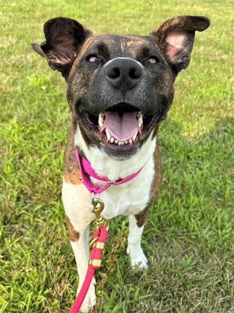 Lola - Pit Bull Terrier