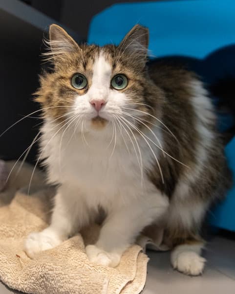 Habanero - Domestic Medium Hair