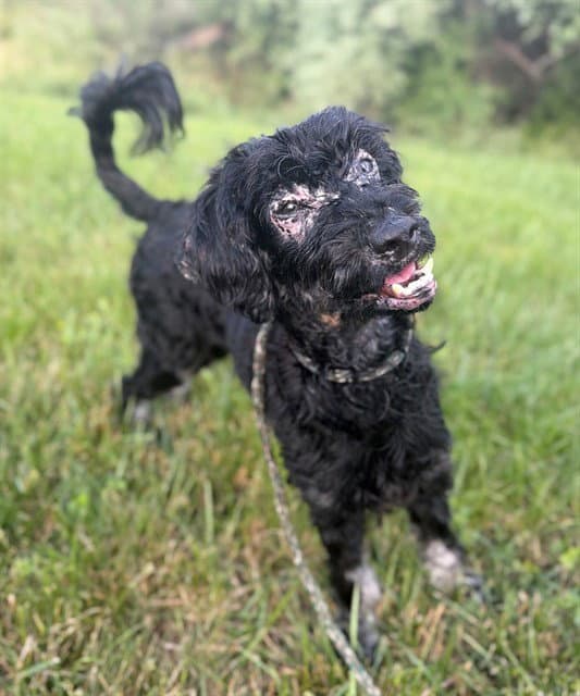 Robin - Poodle (Miniature)