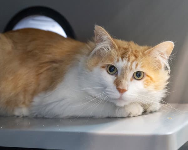Orangejello - Domestic Medium Hair