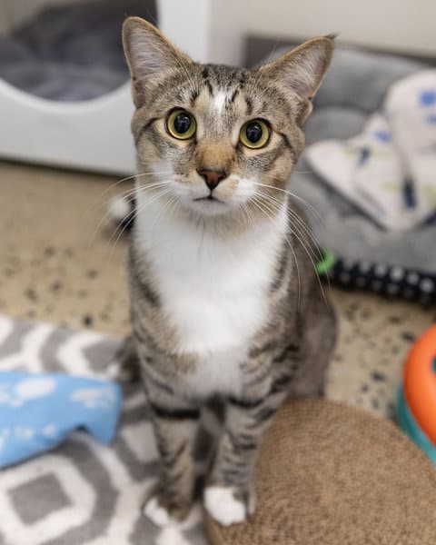 Starc - Domestic Short Hair