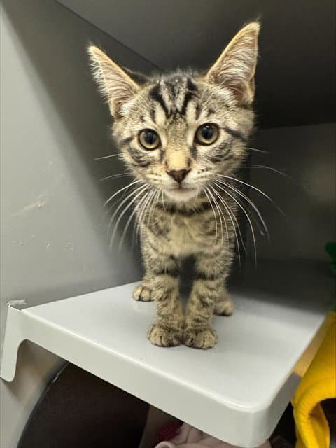Breeze - Domestic Short Hair