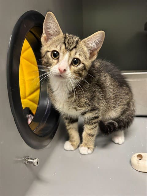 Tide - Domestic Short Hair