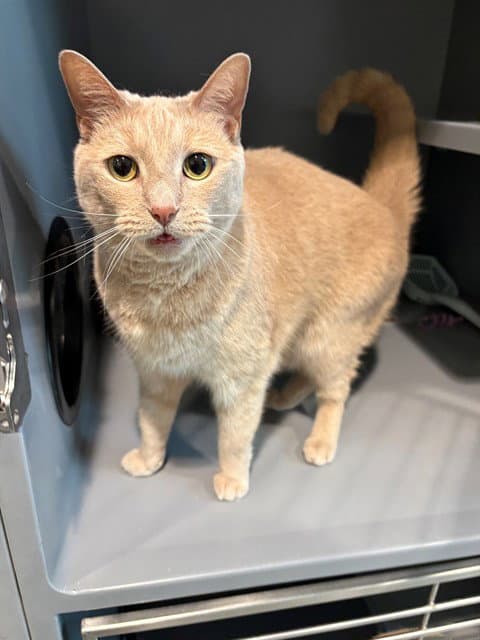 Rosie - Domestic Short Hair