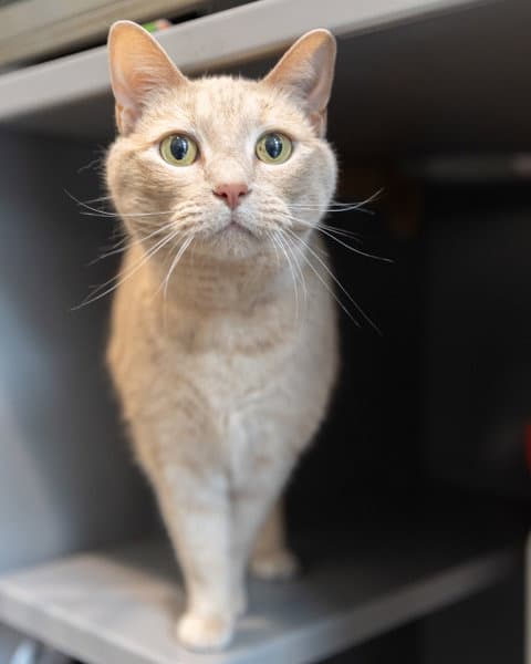 Rosie - Domestic Short Hair