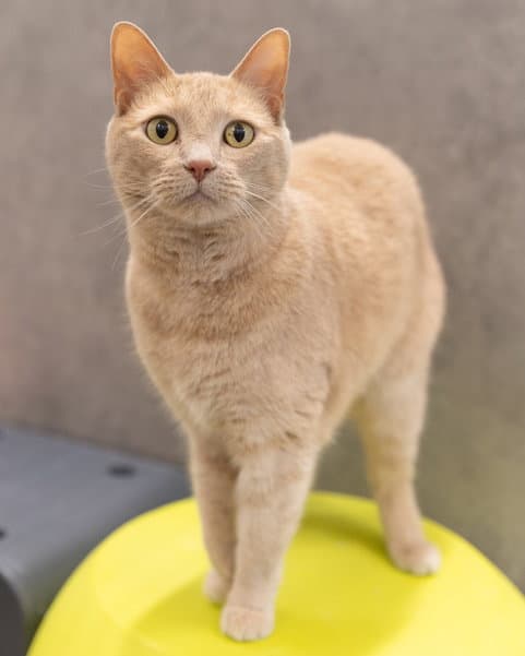 Rosie - Domestic Short Hair