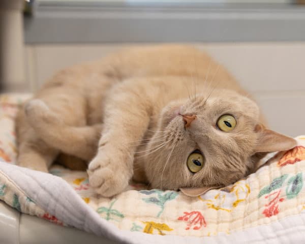 Rosie - Domestic Short Hair