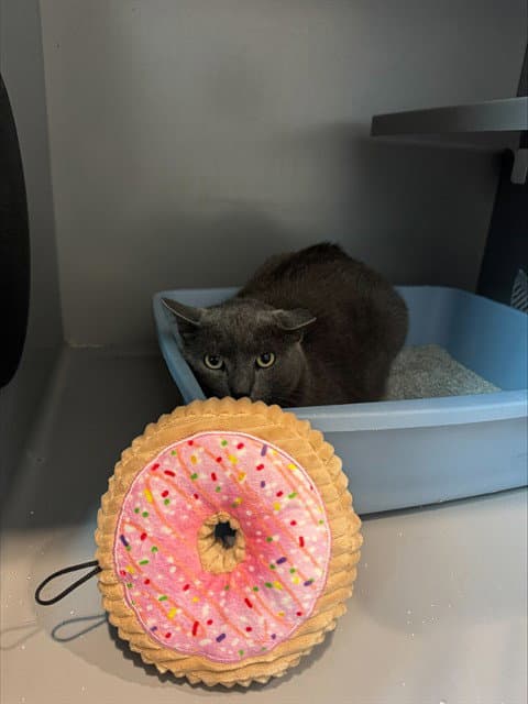 Donut - Domestic Short Hair