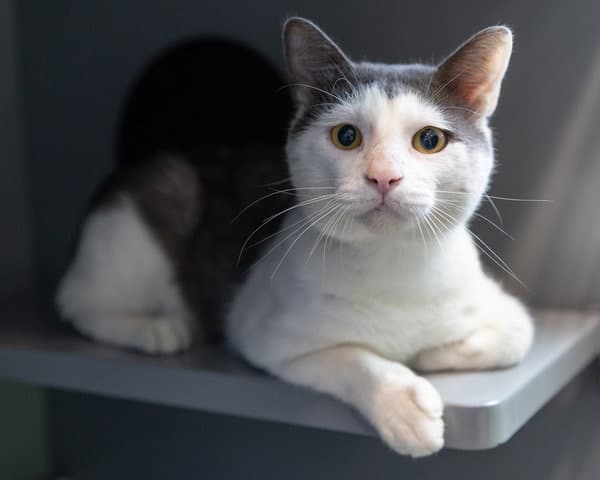 Goldthorn - Domestic Short Hair