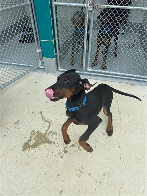 Roma - Doberman Pinscher