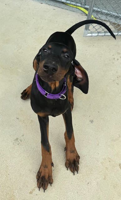 Beefsteak - Doberman Pinscher