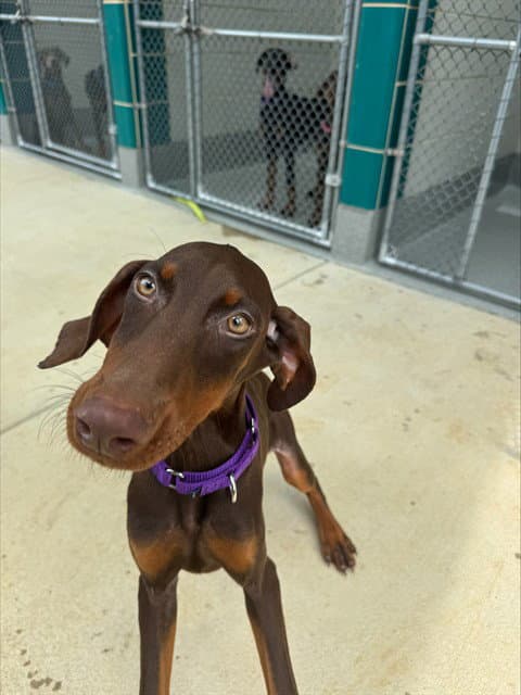 Grape - Doberman Pinscher