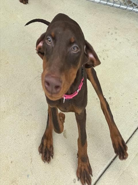 Campari - Doberman Pinscher