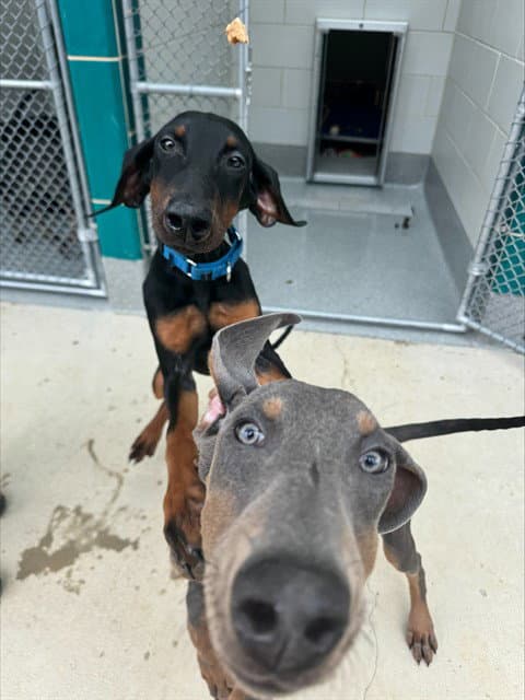 Green - Doberman Pinscher