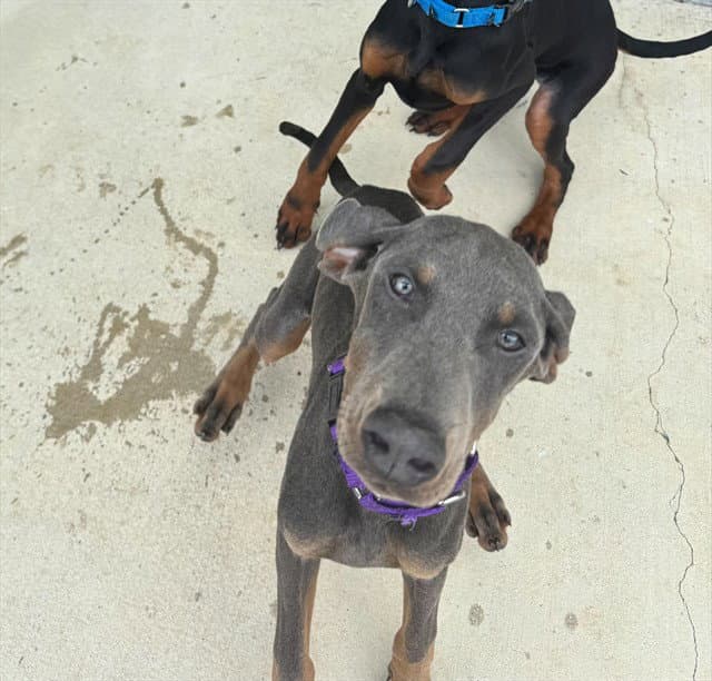 Pear - Doberman Pinscher