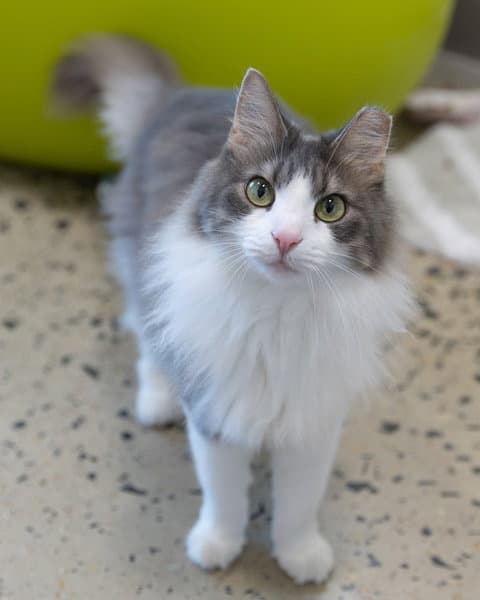 Poppy - Domestic Medium Hair