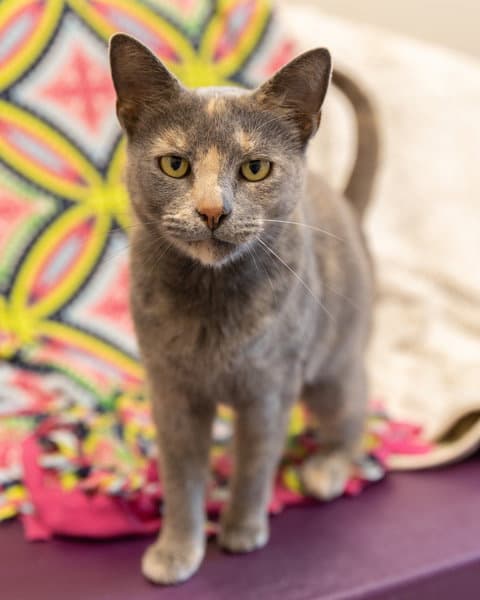 Elizabeth - Domestic Short Hair