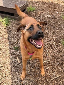 Roxi image 1