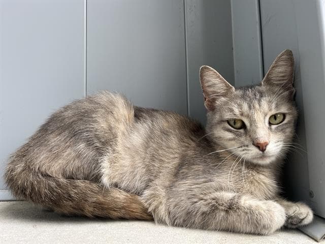 Scrub And Bubbles - Domestic Short Hair