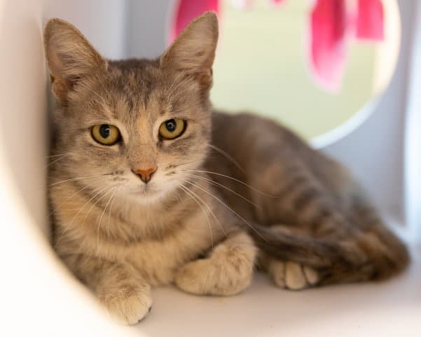 Scrub And Bubbles - Domestic Short Hair