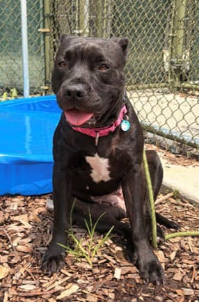 Rumi - Pit Bull Terrier