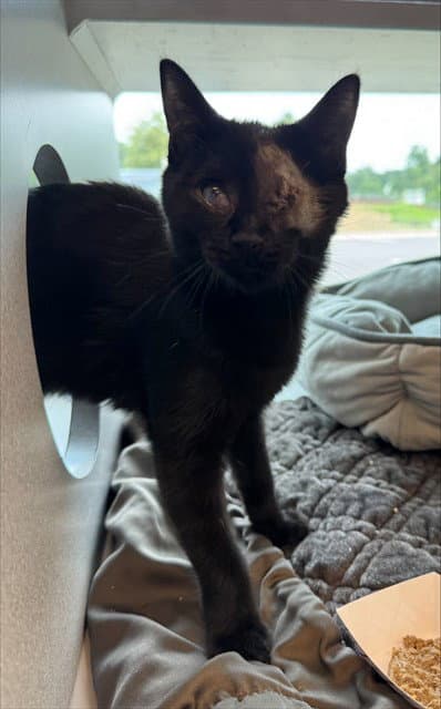 Galumph - Domestic Short Hair