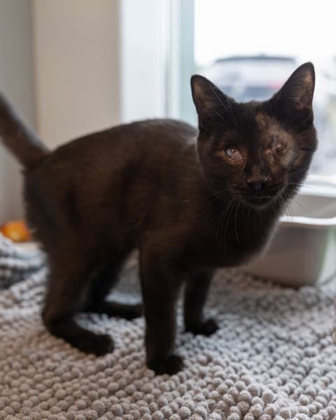 Galumph - Domestic Short Hair