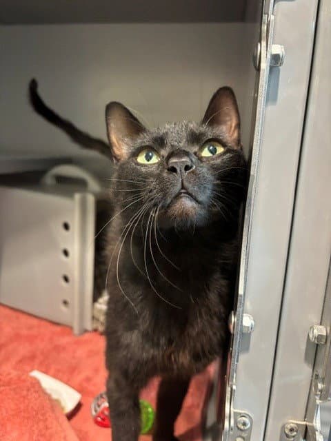 Camile - Domestic Short Hair
