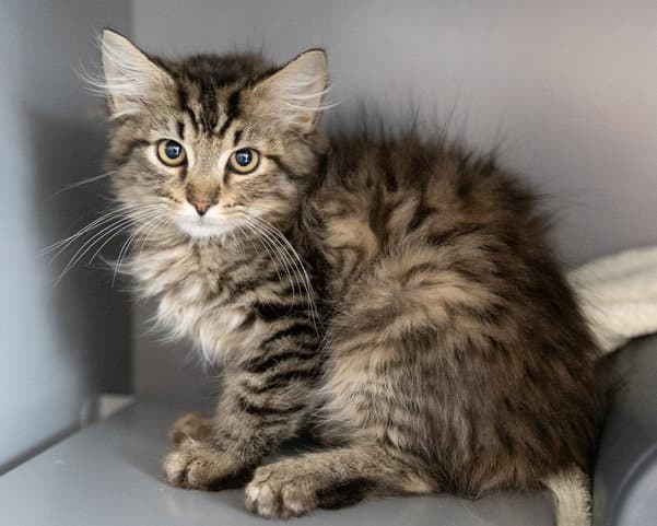 Kc - Domestic Long Hair