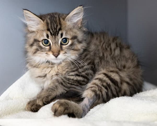 Corbin - Domestic Long Hair