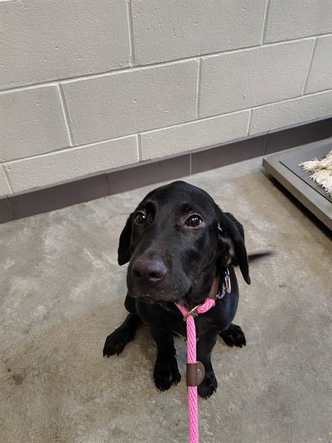 Bee - Labrador Retriever
