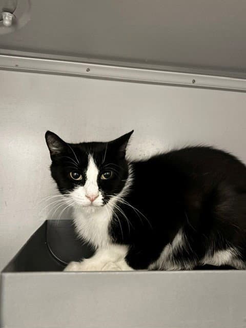Paige - Domestic Short Hair