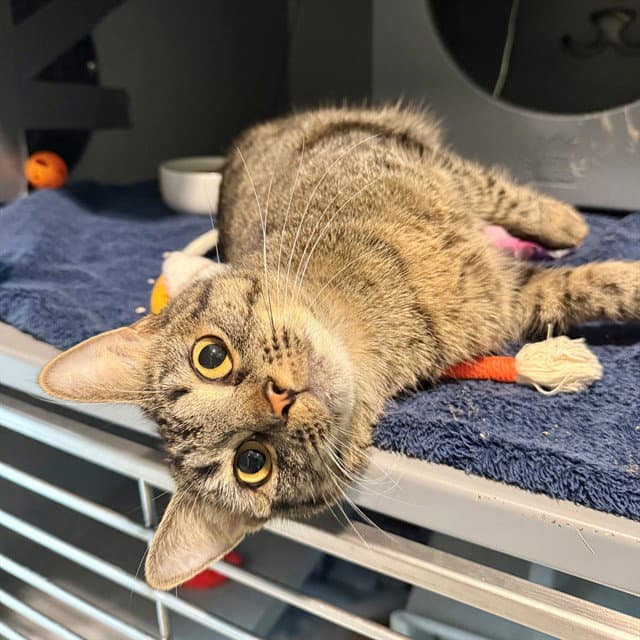 Stella - Domestic Short Hair