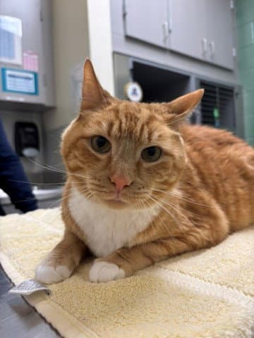 Nugget - Domestic Short Hair