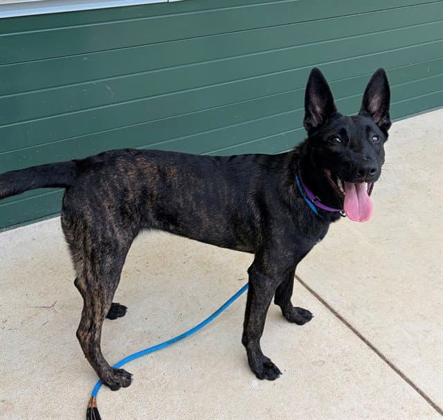 Roca - Dutch Shepherd
