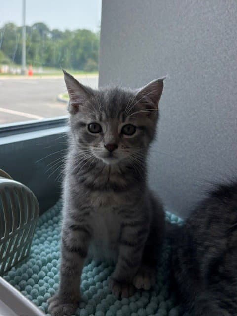 Ocean - Domestic Short Hair