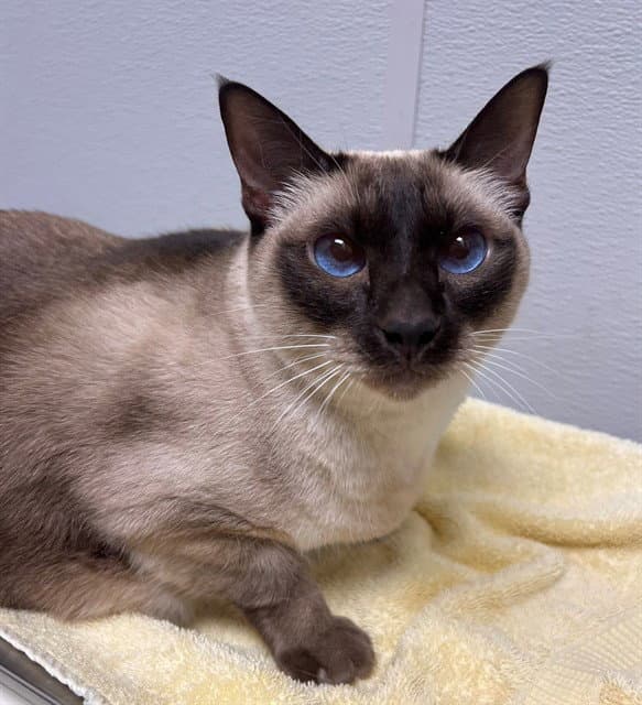 Sapphire - Siamese