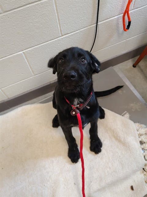 Buzzy - Labrador Retriever